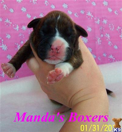 Boxer Puppies for Sale